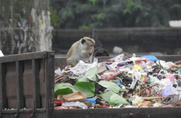 Naravovarstvo z jekleno pestjo